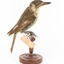 Grey Butcherbird standing on a wooden perch facing towards the viewer's right