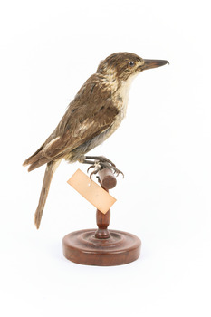 Grey Butcherbird standing on a wooden perch facing towards the viewer's right