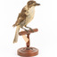 Grey Butcherbird standing on a wooden perch facing towards the front