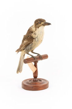 Grey Butcherbird standing on a wooden perch facing towards the front