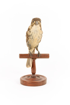 Grey Butcherbird standing on a wooden perch facing towards the front