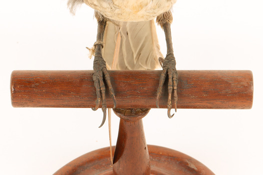 A close-up of the feet of a Grey Butcherbird, standing on a wooden perch