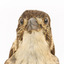 A close-up of the head of a Grey Butcherbird, facing forward