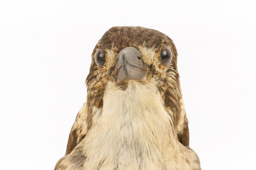 A close-up of the head of a Grey Butcherbird, facing forward