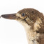 A close-up of the head of a Grey Butcherbird, facing left