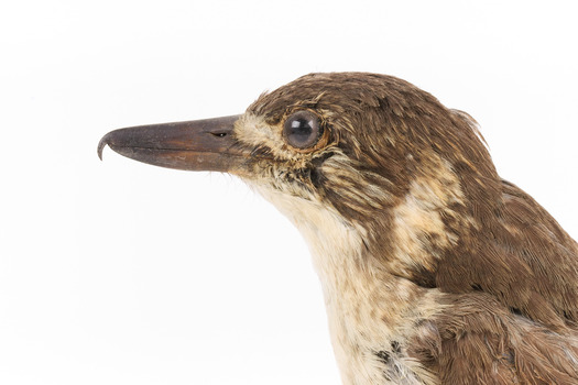 A close-up of the head of a Grey Butcherbird, facing left