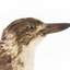 A close-up of the head of a Grey Butcherbird, facing right