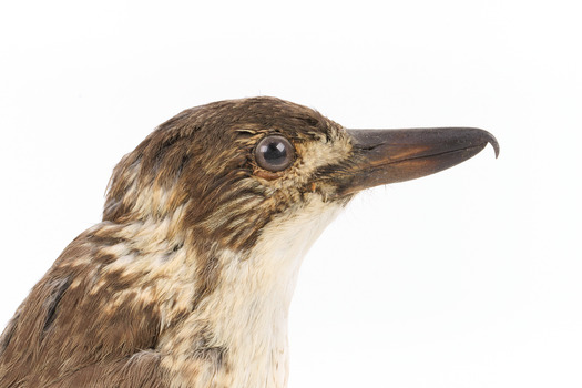 A close-up of the head of a Grey Butcherbird, facing right