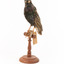 Common Starling standing on a wooden mount facing forward