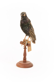 Common Starling standing on a wooden mount facing forward