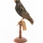 Common Starling standing on a wooden mount facing left