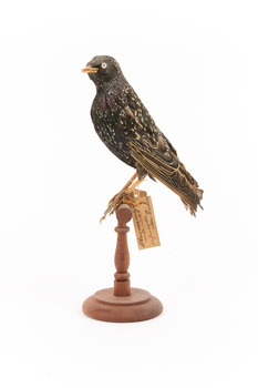 Common Starling standing on a wooden mount facing left