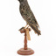 Common Starling standing on a wooden mount facing back