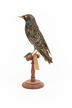 Common Starling standing on a wooden mount facing back