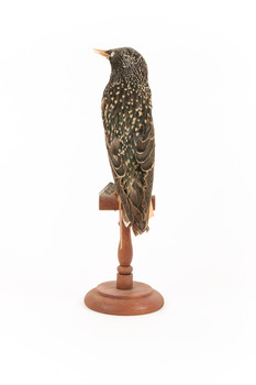 Common Starling standing on a wooden mount facing back