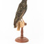Common Starling standing on a wooden mount facing back