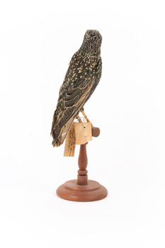 Common Starling standing on a wooden mount facing back