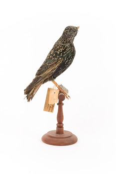 Common Starling standing on a wooden mount facing right