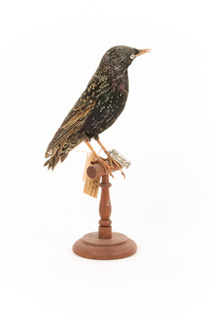Common Starling standing on a wooden mount facing forward with its head tilted away from the camera