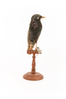 Common Starling standing on a wooden mount facing forward