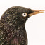 A close-up of a Common Starling facing right