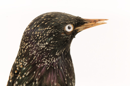 A close-up of a Common Starling facing right