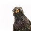 A close-up of a Common Starling facing forward