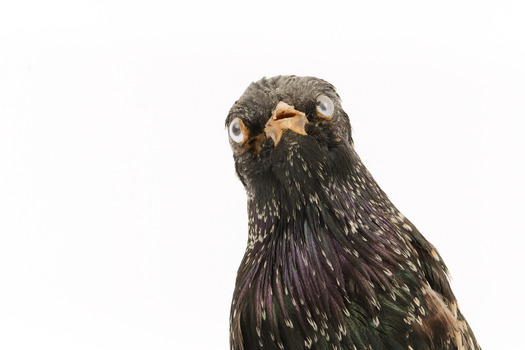 A close-up of a Common Starling facing forward