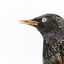 A close up of a Common Starling facing left
