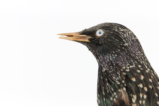 A close up of a Common Starling facing left
