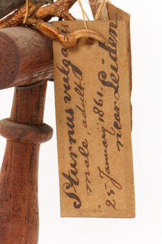 A close up of a swing-tag on a bird's leg (see transcription). A second swing-tag can be seen behind it.