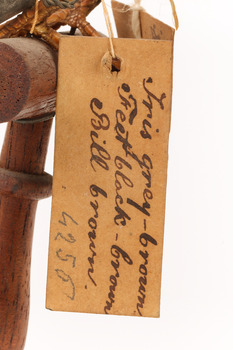 A close up of a swing-tag on a bird's leg (see transcription). A second swing-tag can be seen behind it.