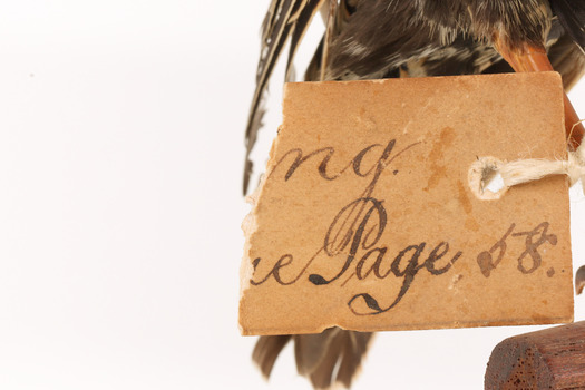 A torn half of a swing-tag (see transcription)