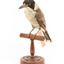 Grey Butcherbird standing on a wooden perch facing forward