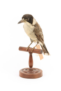 Grey Butcherbird standing on a wooden perch facing forward