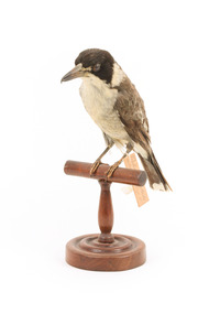 Grey Butcherbird standing on a wooden perch facing forward