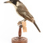 Grey Butcherbird standing on a wooden perch facing right