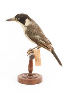 Grey Butcherbird standing on a wooden perch facing right