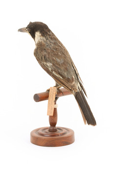 Grey Butcherbird standing on a wooden perch facing back