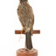 Grey Butcherbird standing on a wooden perch facing back