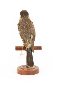 Grey Butcherbird standing on a wooden perch facing back