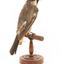 Grey Butcherbird standing on a wooden perch facing back