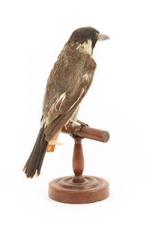 Grey Butcherbird standing on a wooden perch facing back