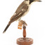 Grey Butcherbird standing on a wooden perch facing left