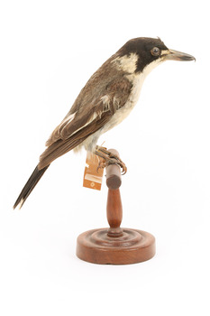 Grey Butcherbird standing on a wooden perch facing left
