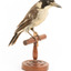 Grey Butcherbird standing on a wooden perch facing forward