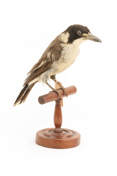 Grey Butcherbird standing on a wooden perch facing forward