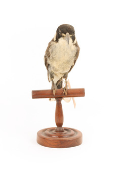 Grey Butcherbird standing on a wooden perch facing forward