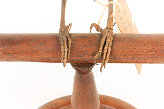 A close-up of the feet of a Grey Butcherbird, standing on a wooden perch