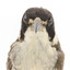 A close-up of the head of a Grey Butcherbird, facing forward